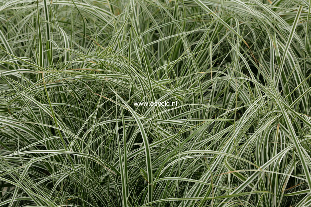 Carex oshimensis 'Fiwhite' (EVEREST)