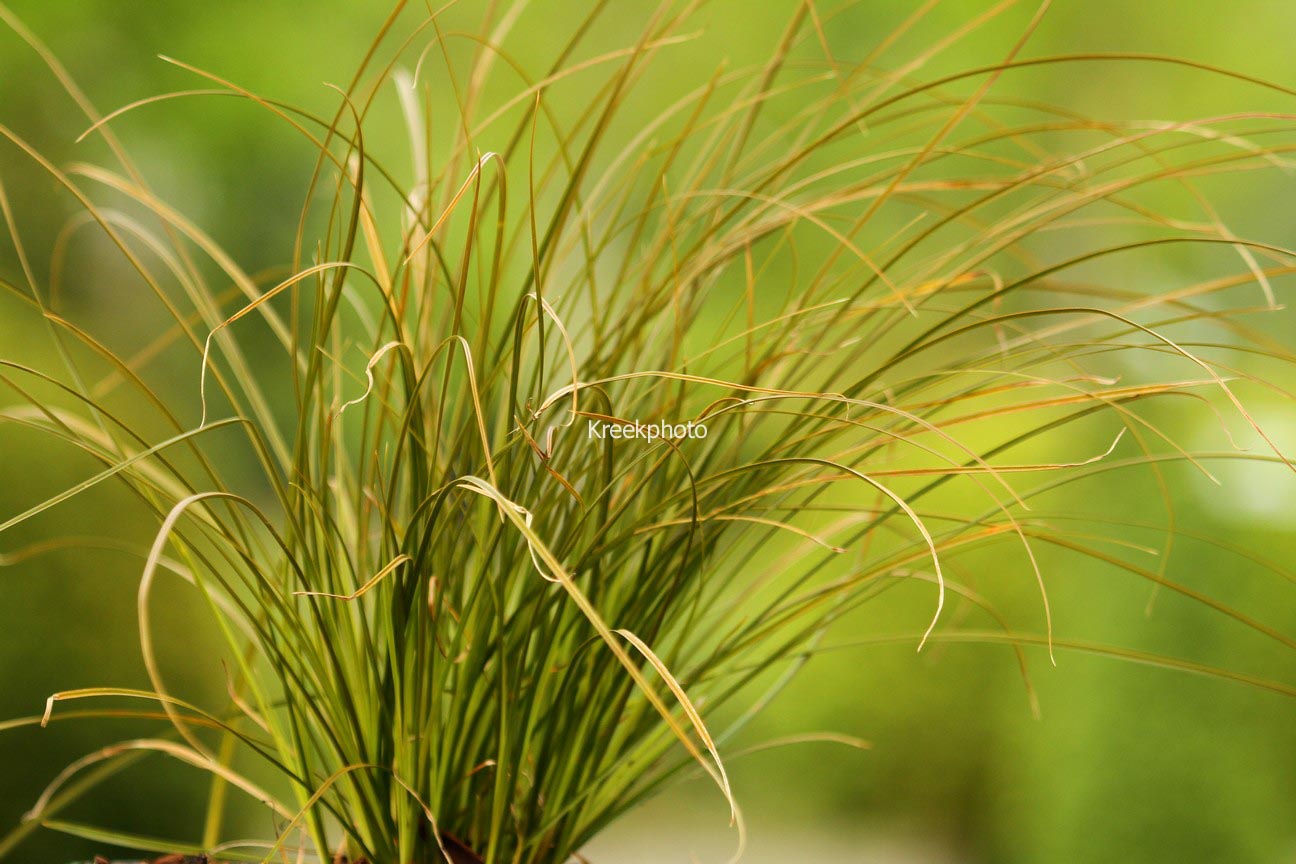 Carex testacea 'Prairie Fire'