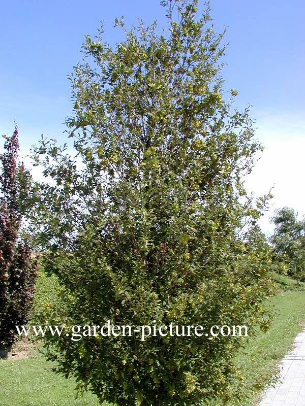 Carpinus betulus 'Quercifolia'