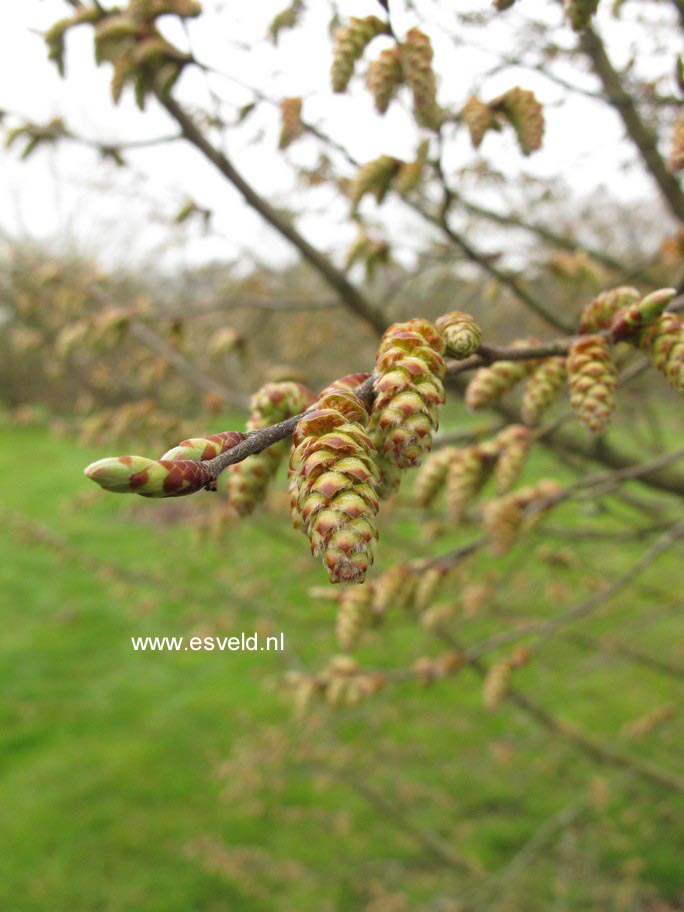 Carpinus tschonoskii