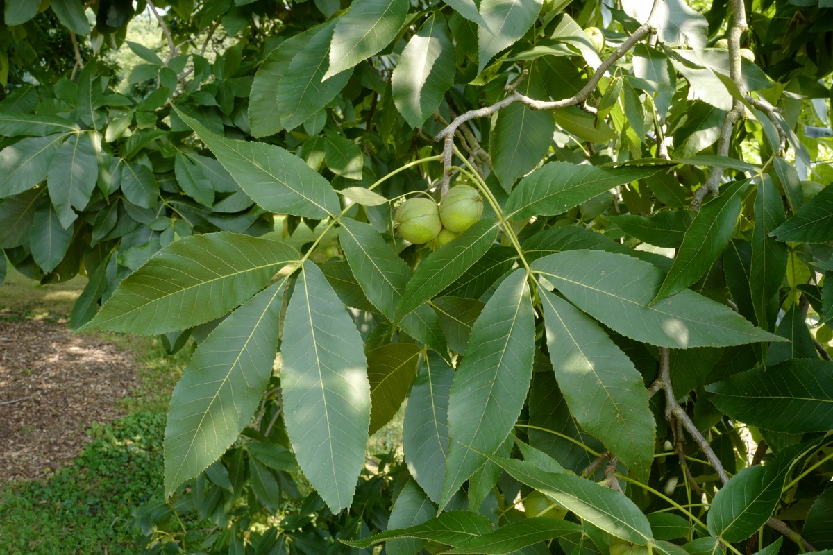 Carya ovata