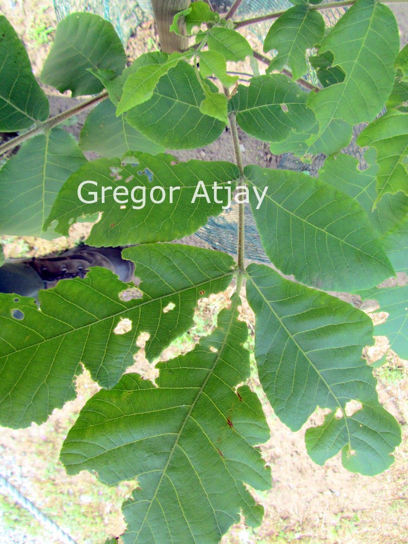 Carya texana