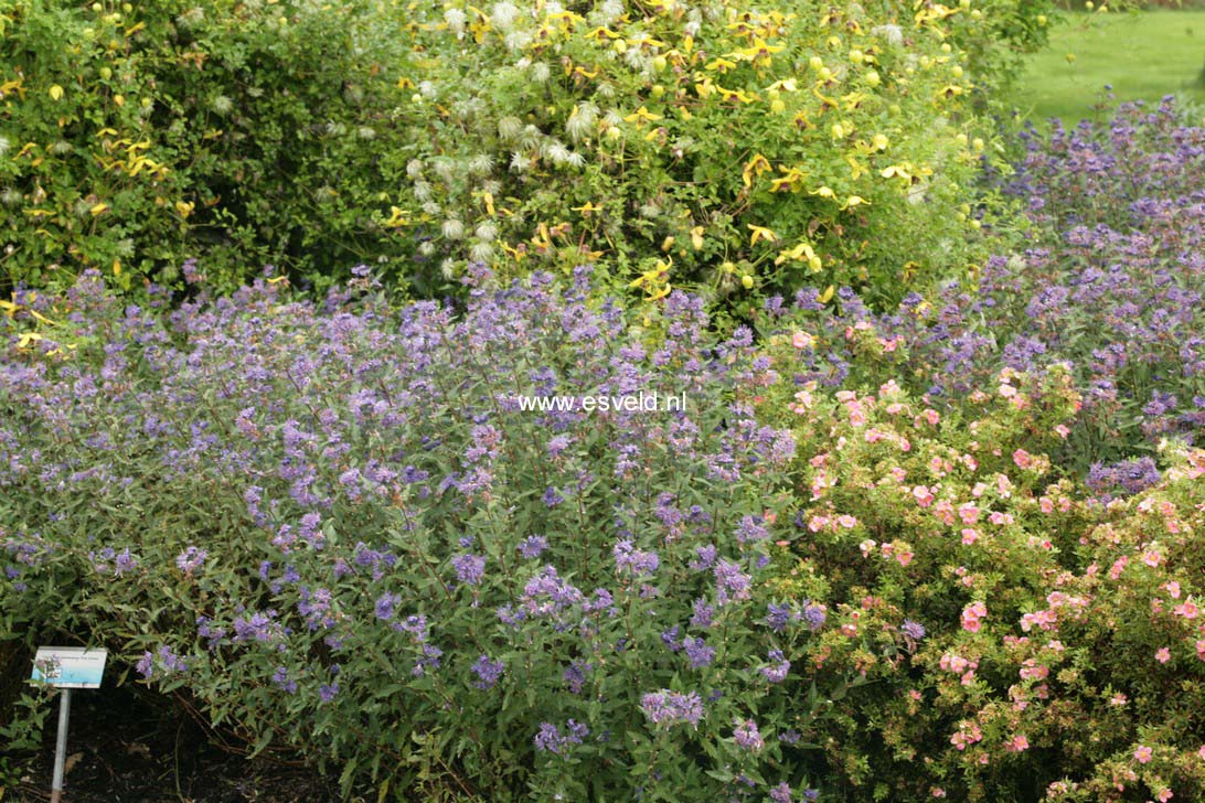 Caryopteris clandonensis 'First Choice'