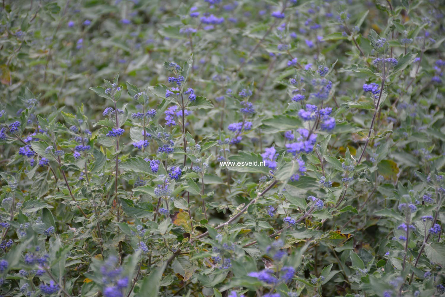 Caryopteris clandonensis 'Kew Blue'