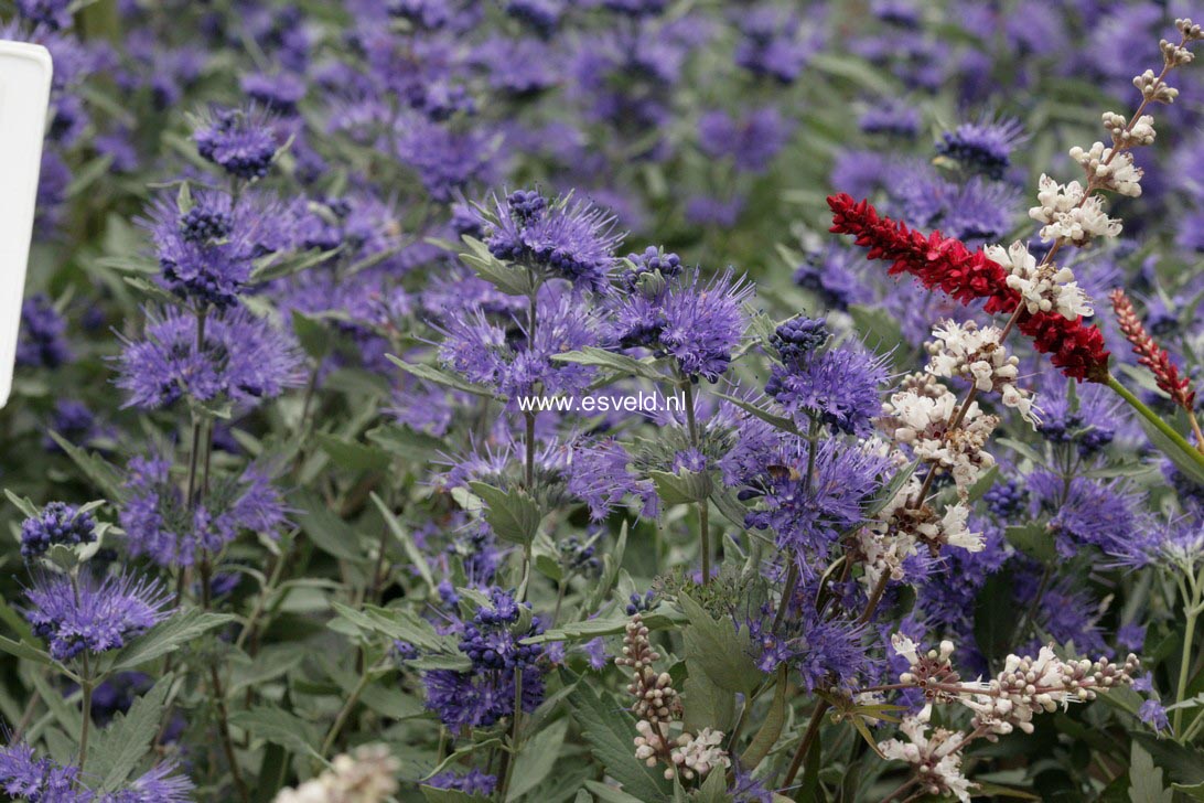 Caryopteris clandonensis 'Lissilv' (STERLING SILVER)