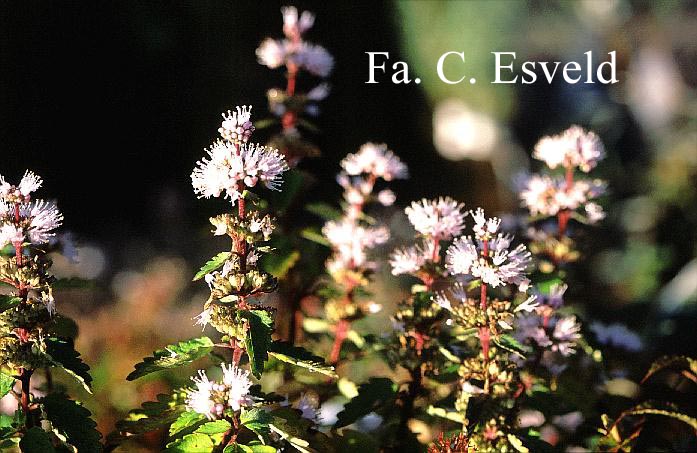 Caryopteris incana 'Autumn Pink'