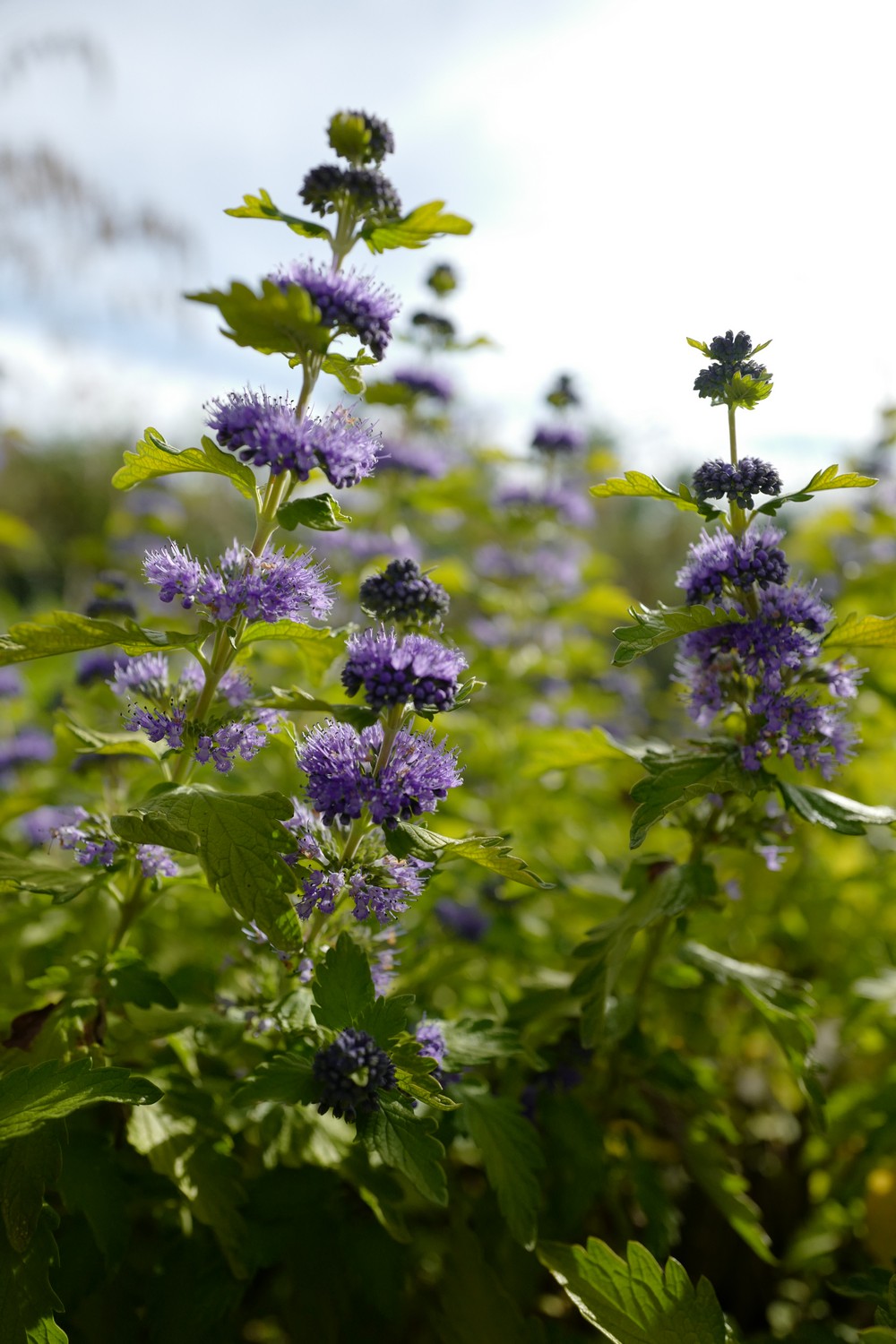 Caryopteris incana 'Jason' (SUNSHINE BLUE)