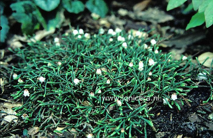 Cassiope lycopodioides