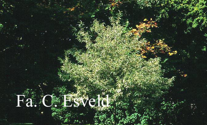 Castanea sativa 'Albomarginata'