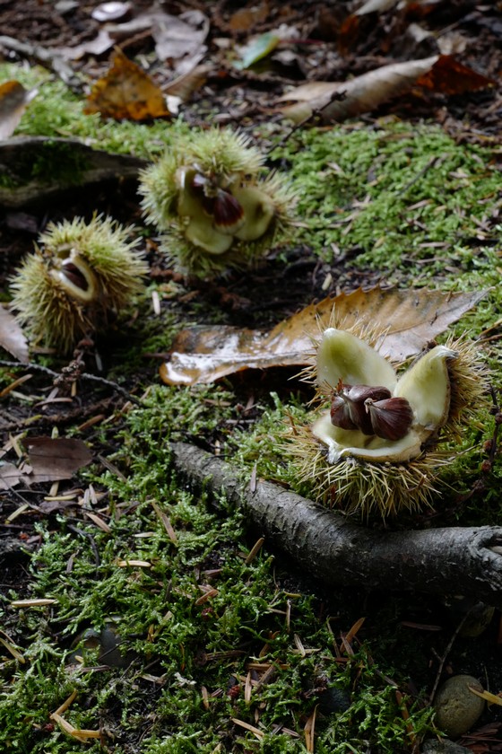 Castanea sativa