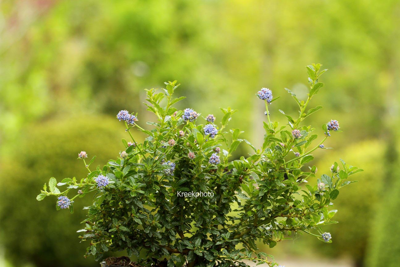 Ceanothus 'Blue Mound'
