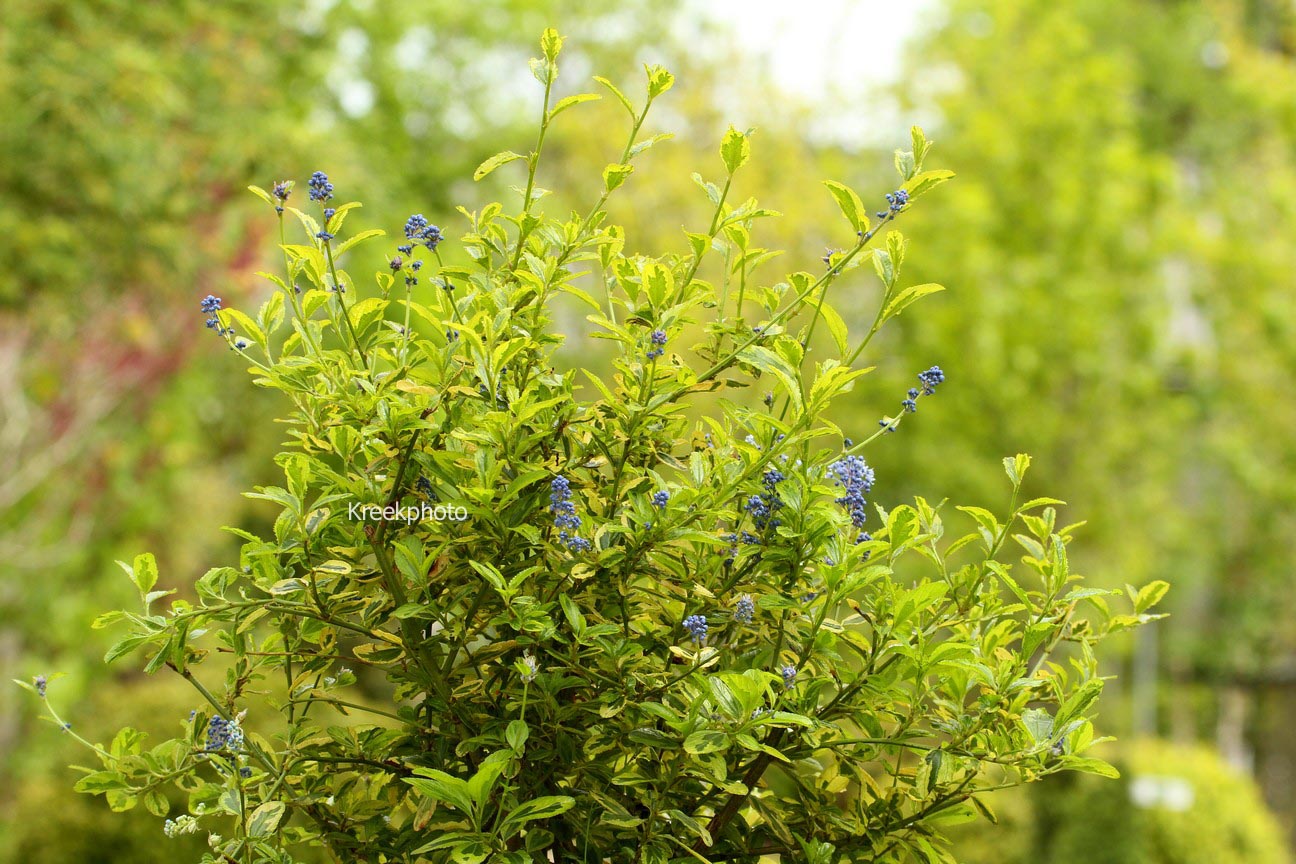Ceanothus 'Perado' (EL DORADO)