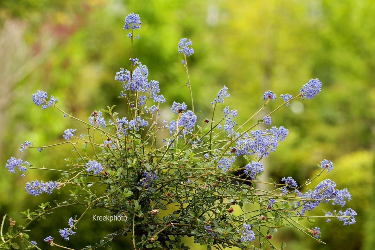 Ceanothus 'Tilden Park'