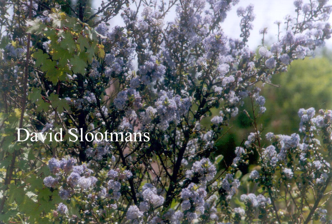 Ceanothus veitchianus