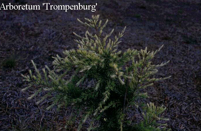 Cedrus deodara 'Albospica'