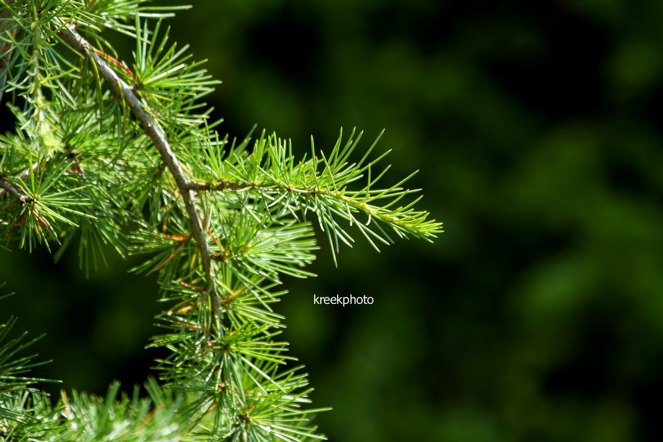 Cedrus deodara 'Miles High'