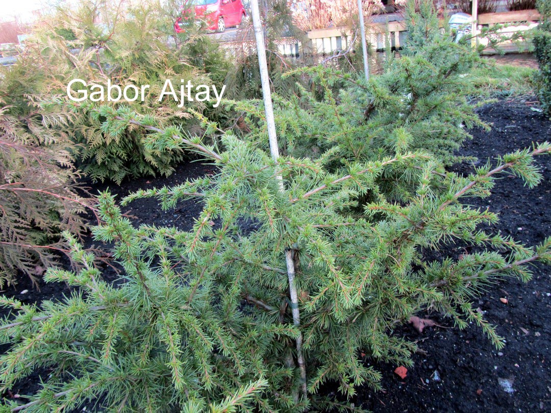 Cedrus libani 'Compacta'