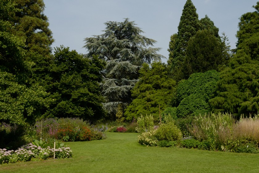 Cedrus libani 'Glauca Group'