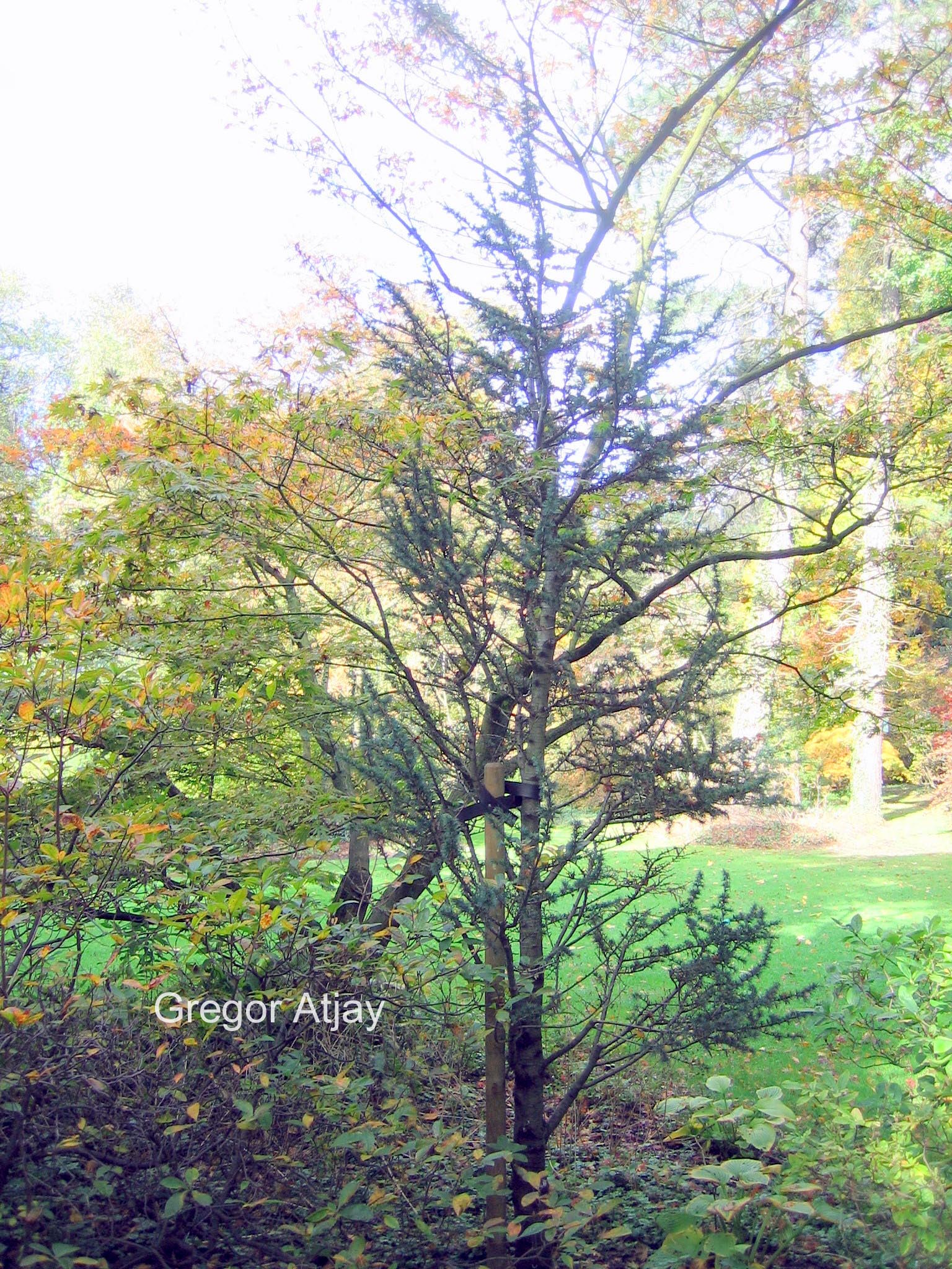 Cedrus libani 'Hulsdonk'