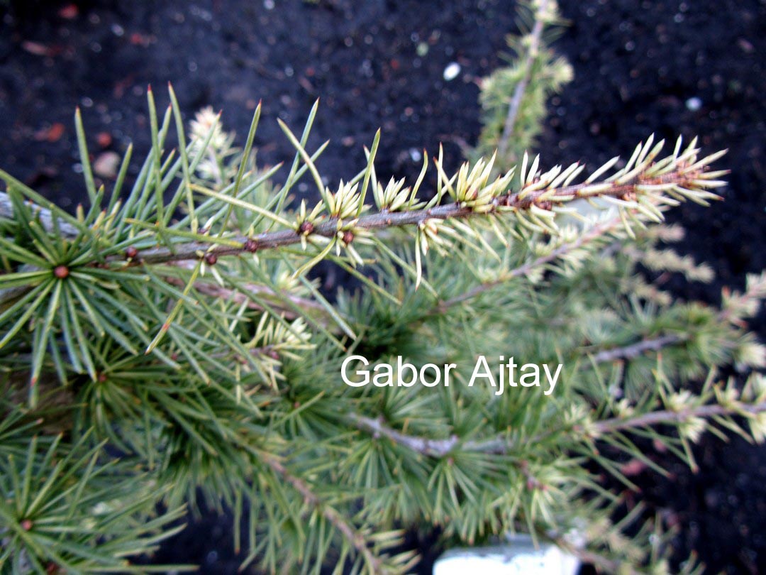 Cedrus libani 'Silberspitz'