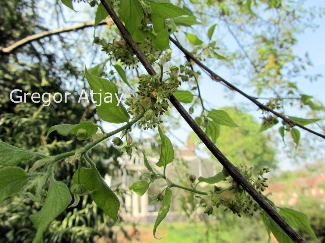 Celtis caucasica