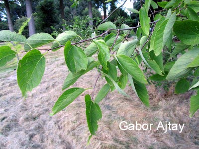 Celtis jessoensis
