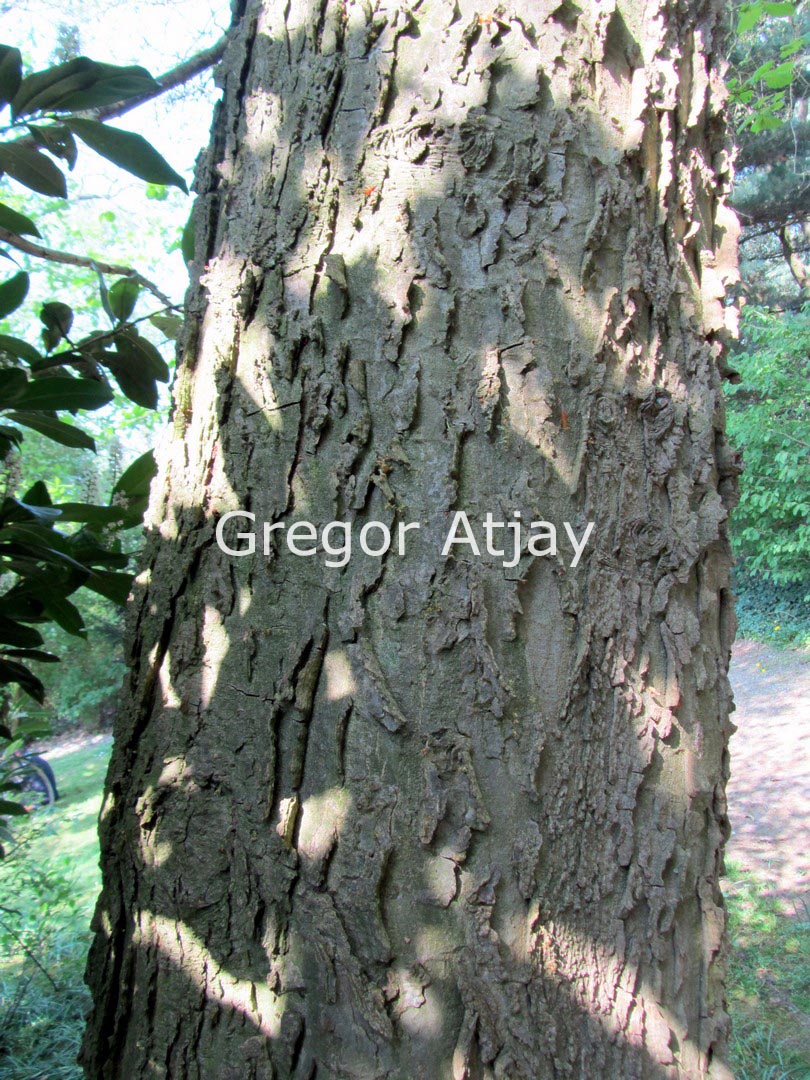 Celtis occidentalis var. reticulata