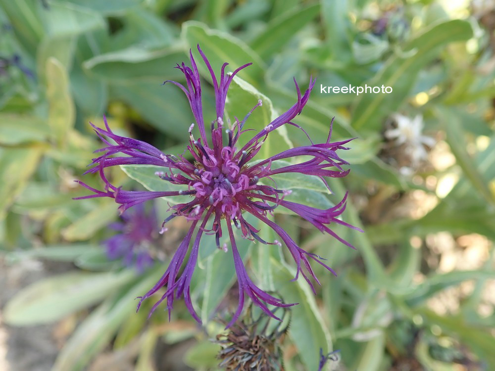 Centaurea montana 'Amethyst Dream'