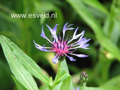 Centaurea montana 'Grandiflora'