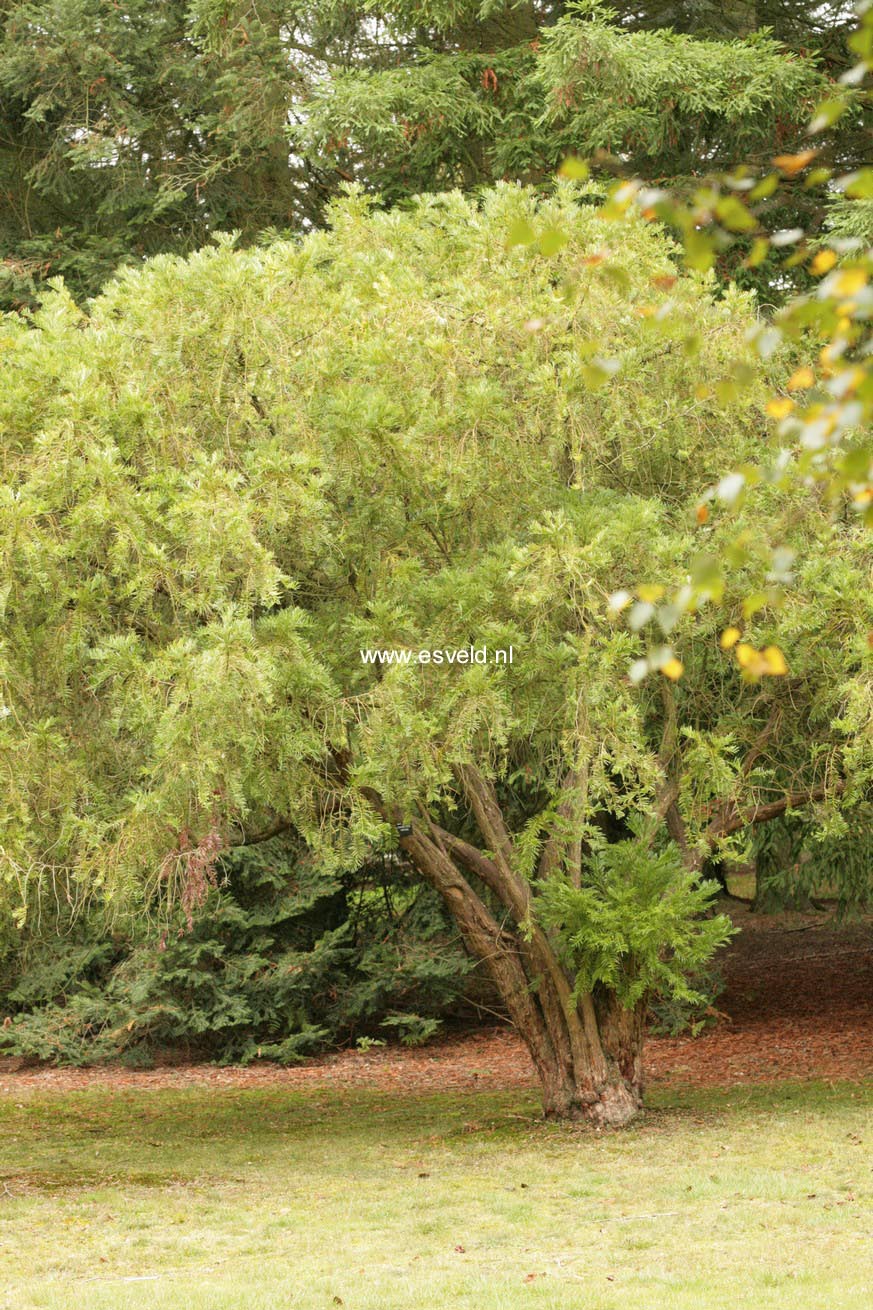 Cephalotaxus fortunei