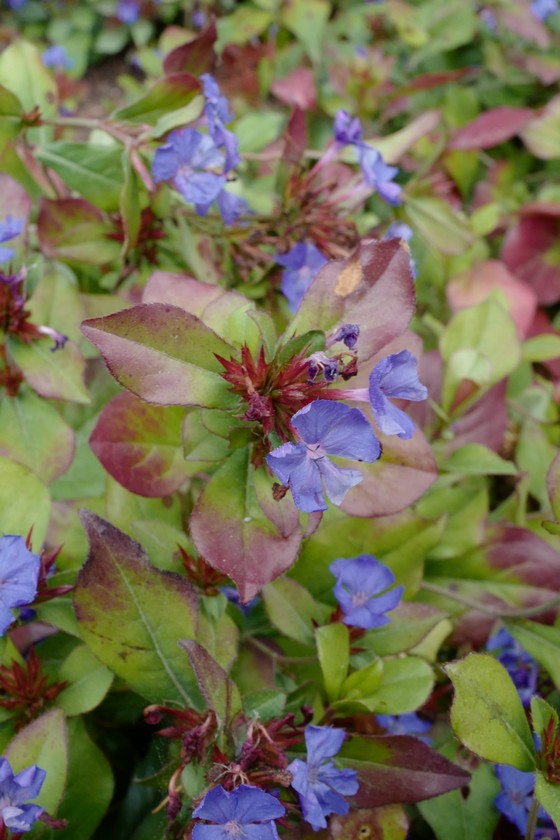 Ceratostigma plumbaginoides