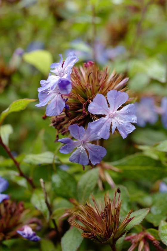 Ceratostigma willmottianum