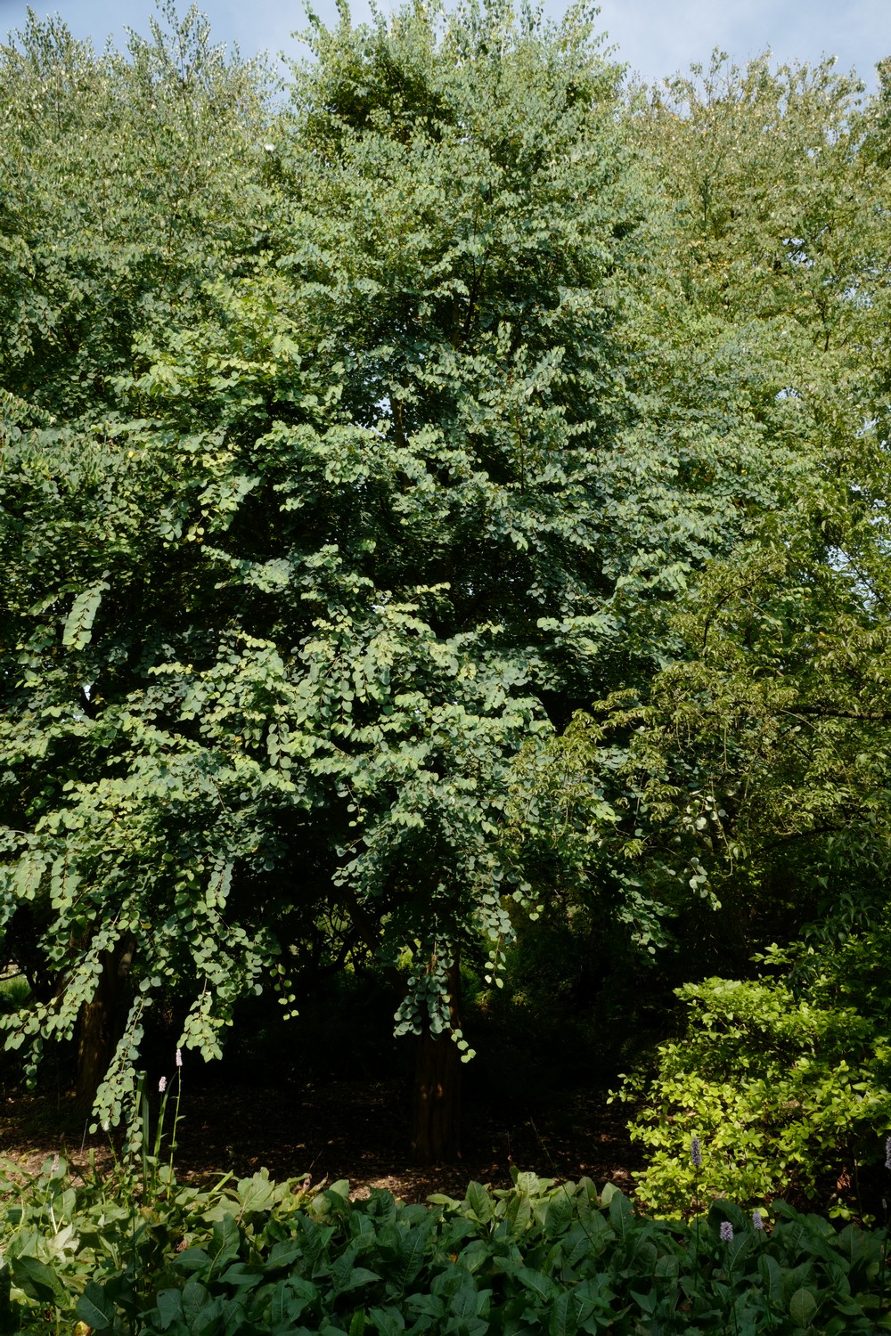 Cercidiphyllum japonicum 'Boyd's Dwarf'