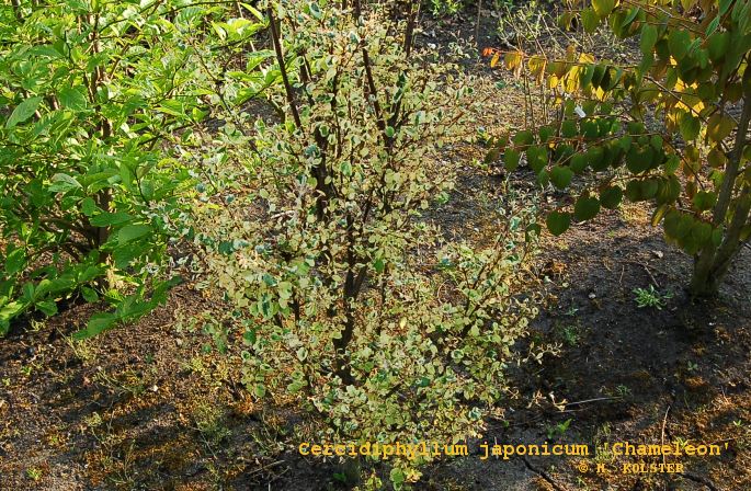 Cercidiphyllum japonicum 'Chameleon'