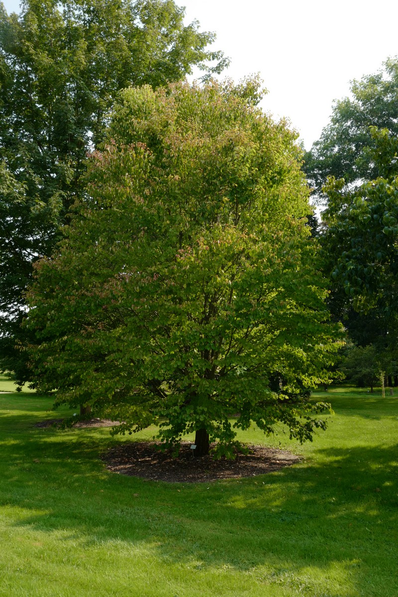 Cercidiphyllum japonicum 'Heronswood Globe'