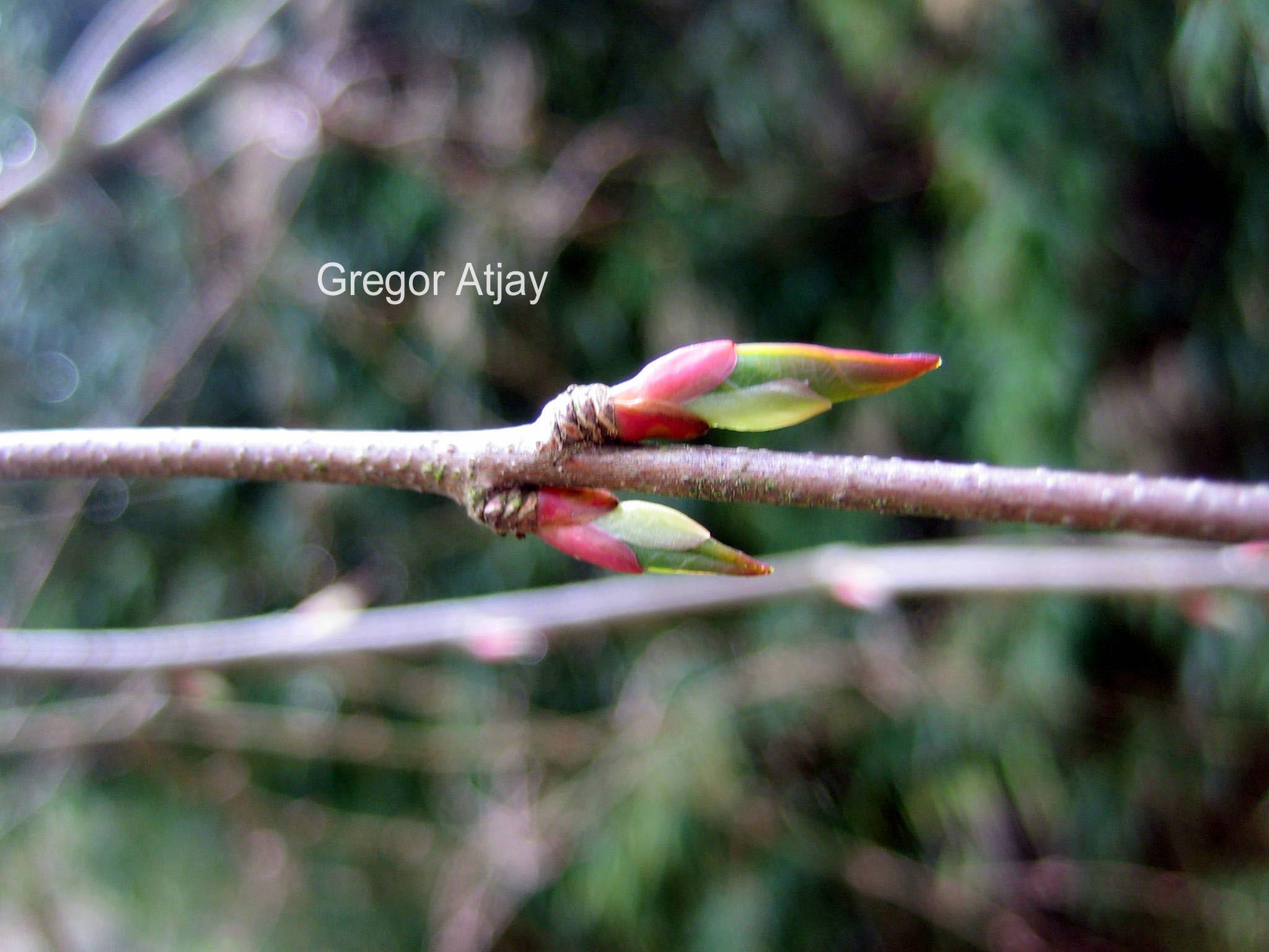 Cercidiphyllum japonicum 'Krukenberg Dwarf'