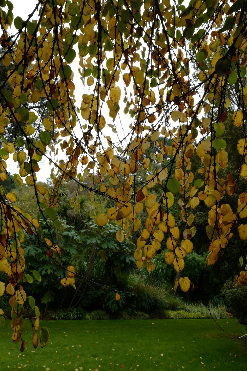 Cercidiphyllum japonicum 'Pendulum'