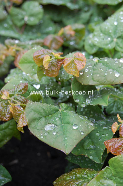 Cercis canadensis 'Litwo' (LITTLE WOODY)