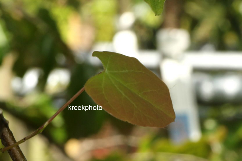 Cercis canadensis 'Royal White'