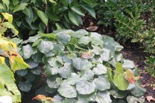 Cercis canadensis 'Traveller'