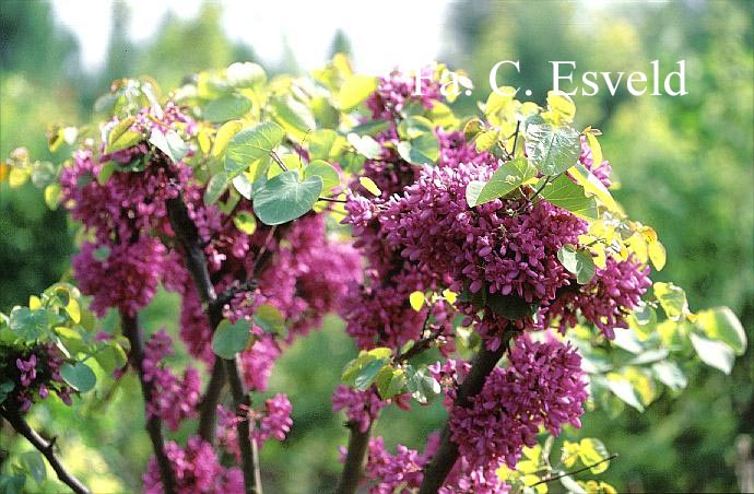 Cercis siliquastrum 'Bodnant'