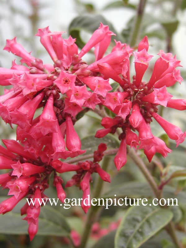 Cestrum 'Newellii'