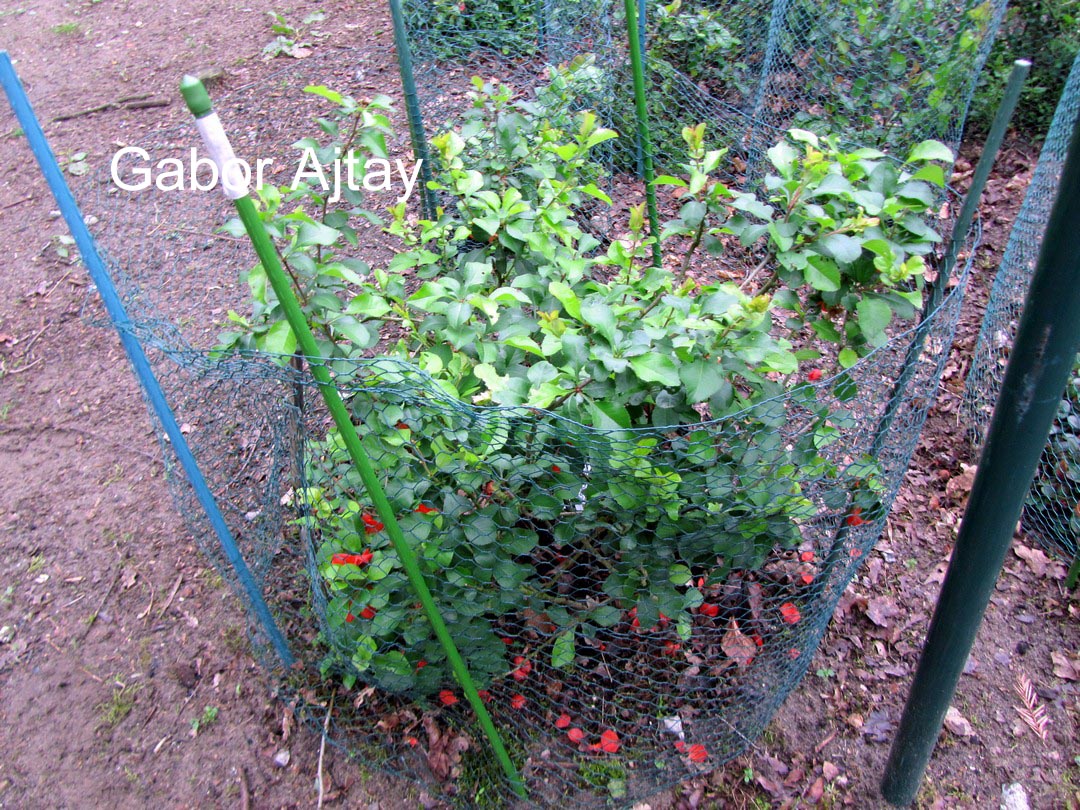 Chaenomeles japonica 'Cido'