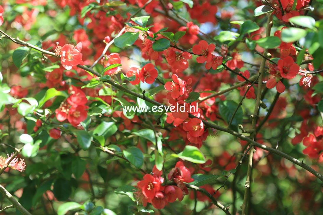 Chaenomeles superba 'Boule de Feu'