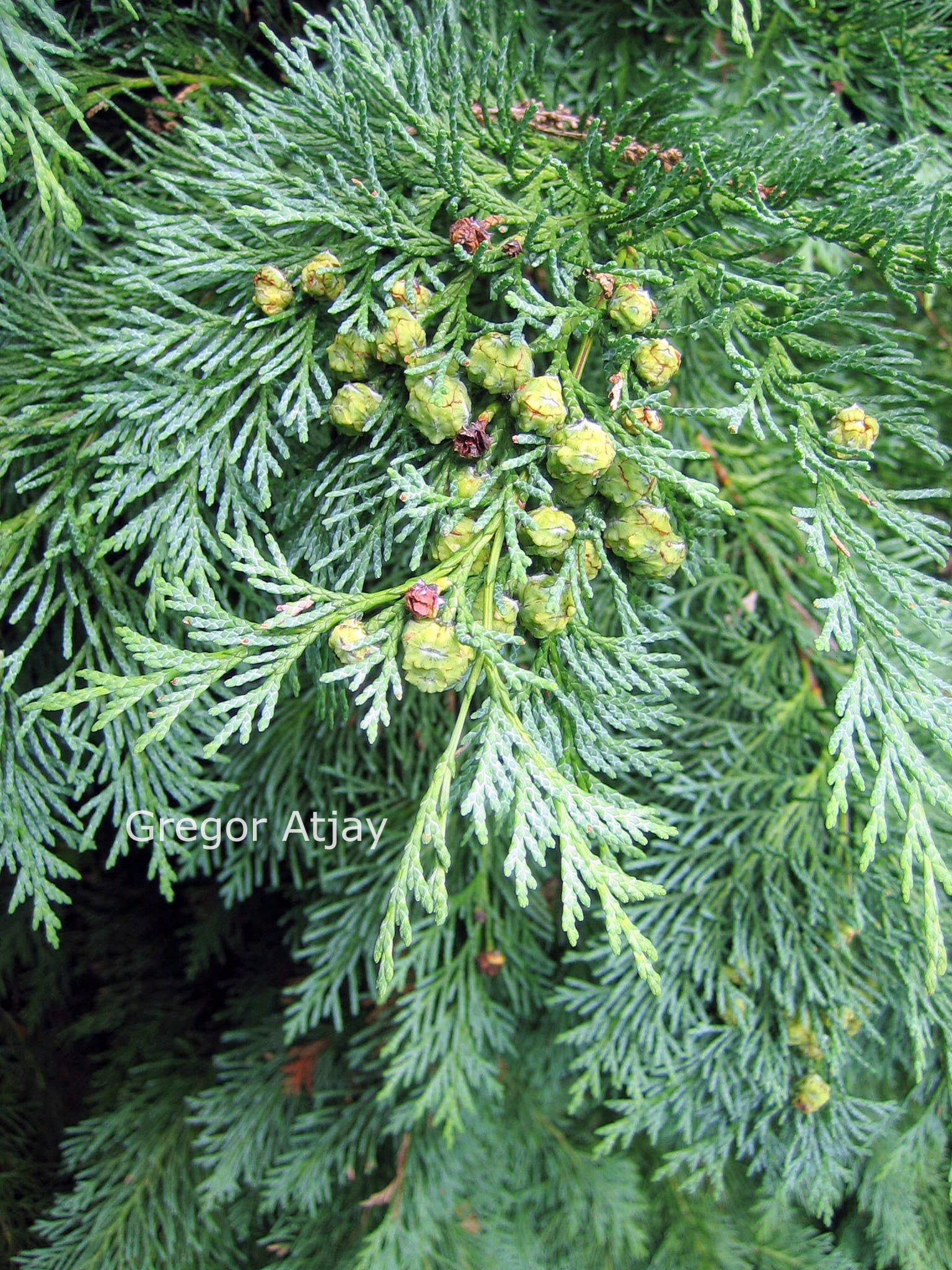 Chamaecyparis lawsoniana 'Globosa'