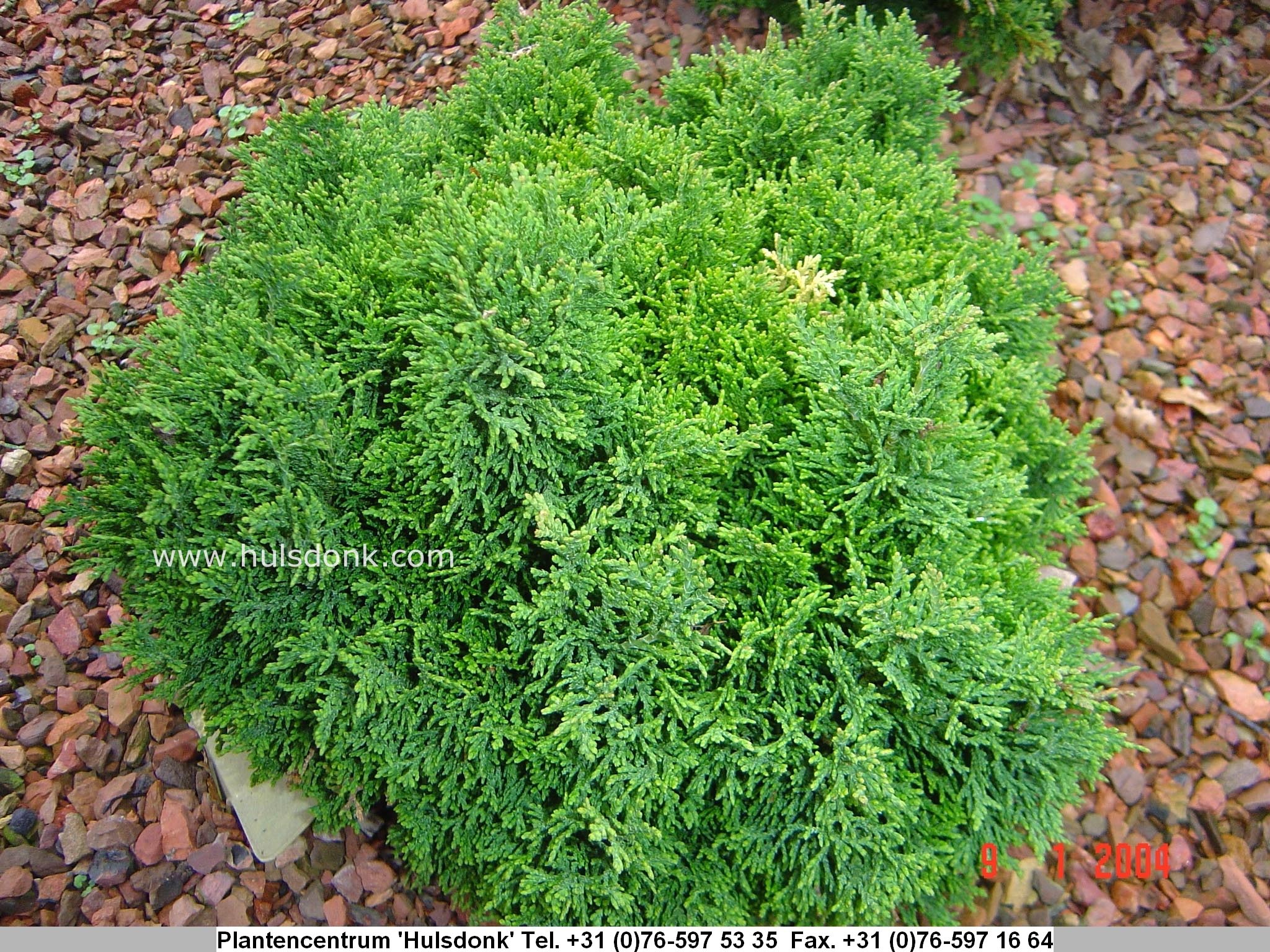 Chamaecyparis lawsoniana 'Gnome'