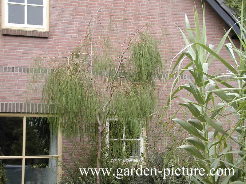 Chamaecyparis lawsoniana 'Imbricata Pendula'