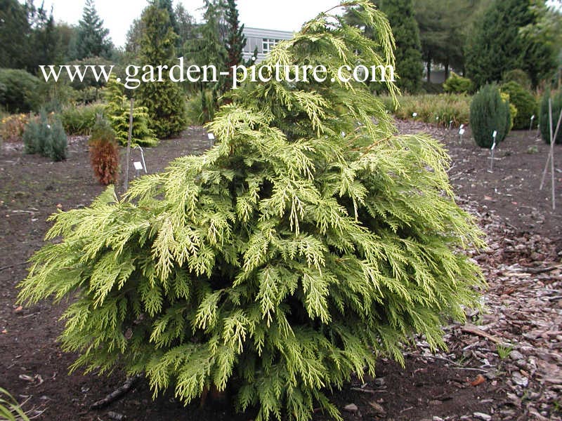 Chamaecyparis lawsoniana 'Sunkist'