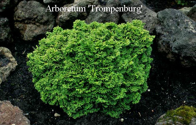 Chamaecyparis obtusa 'Chilworth'