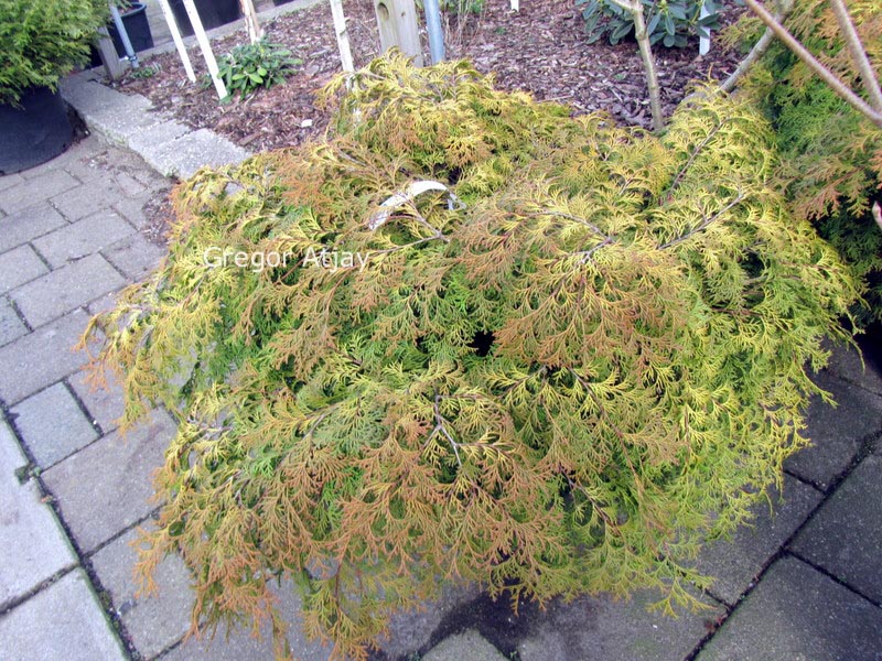Chamaecyparis obtusa 'Chimani-hiba'